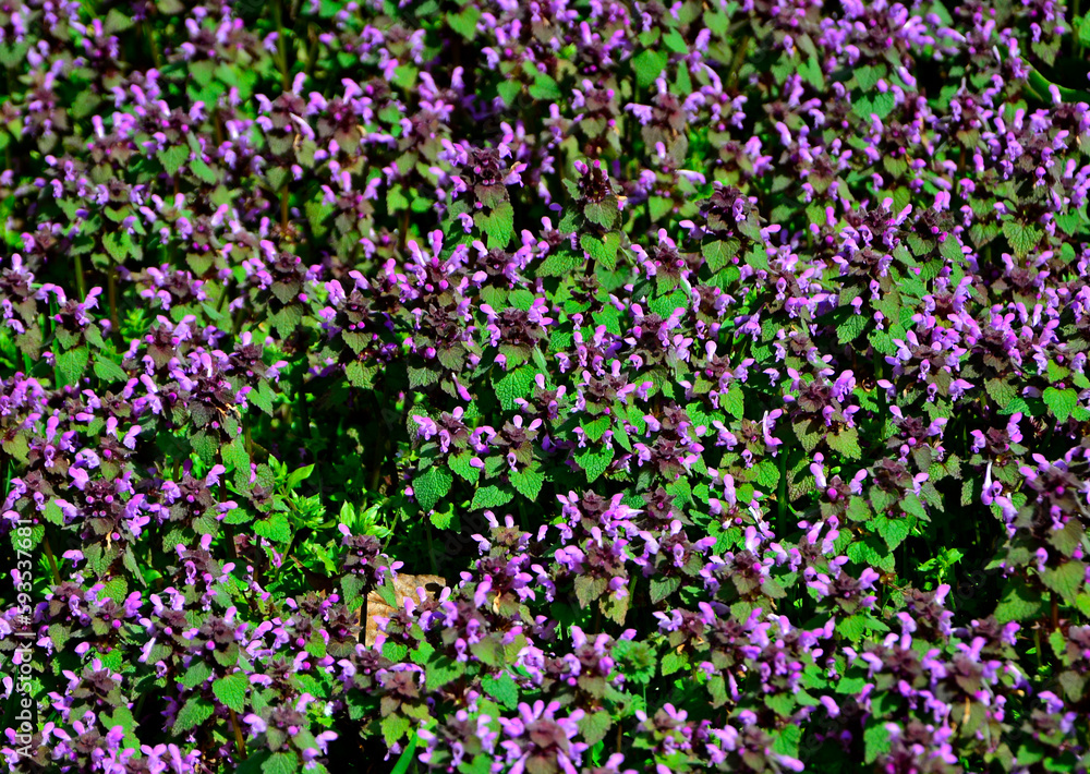 Naklejka premium kwitnąca jasnota, Jasnota purpurowa (Lamium purpureum), red dead-nettle, purple dead-nettle, purple archangel