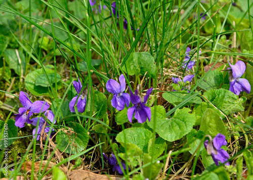Fiołek wonny, fiołek pachnący (Viola odorata)