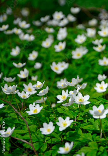 Zawilec gajowy  Anemone nemorosa   bia  e kwiaty  wood anemone  windflower  smell fox  Ranunculaceae  white flowers