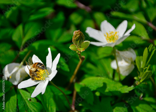 Zawilec gajowy (Anemone nemorosa), białe kwiaty, wood anemone, windflower, smell fox, Ranunculaceae, white flowers, pszczoła na zawilcu