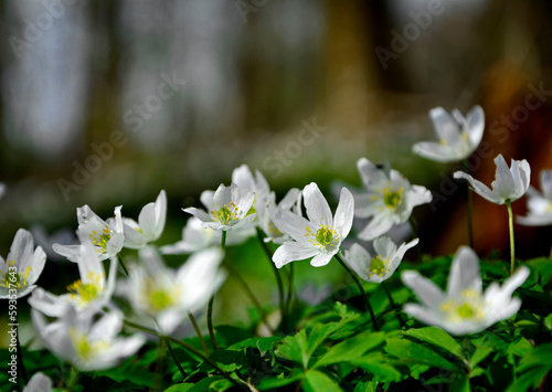 Zawilec gajowy (Anemone nemorosa), białe kwiaty, wood anemone, windflower, smell fox, Ranunculaceae, white flowers