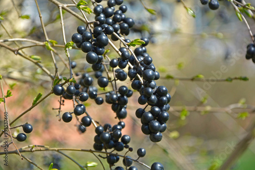 czarne owoce Ligustr pospolity (Ligustrum vulgare)
