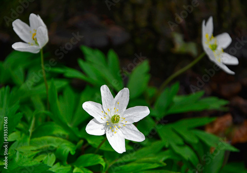 Zawilec gajowy (Anemone nemorosa), białe kwiaty, wood anemone, windflower, smell fox, Ranunculaceae, white flowers photo