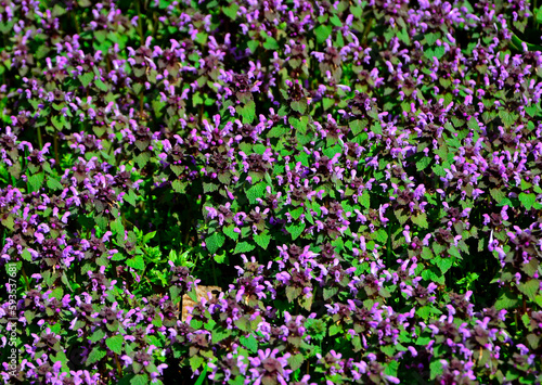 Jasnota purpurowa (Lamium purpureum)