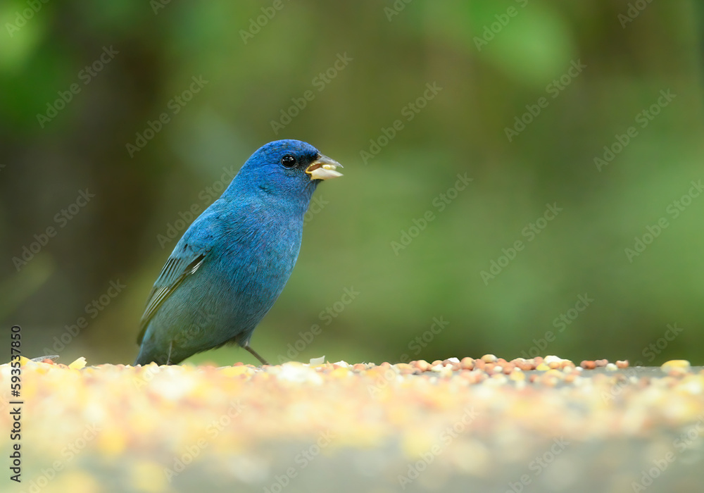 Indigo Bunting Song Bird