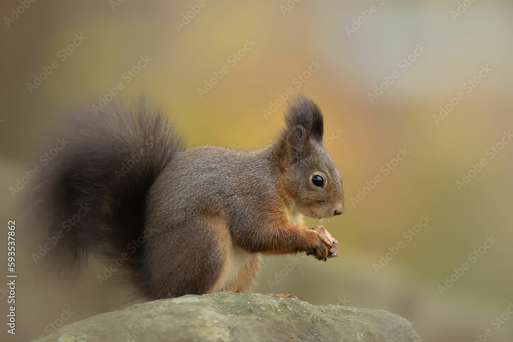 Closeup shot of a small funny squirrel in the forest Closeup shot of a small funny squirrel in the forest