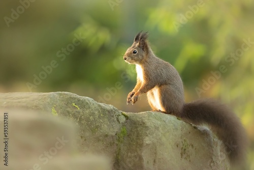 Closeup shot of a small funny squirrel in the forest