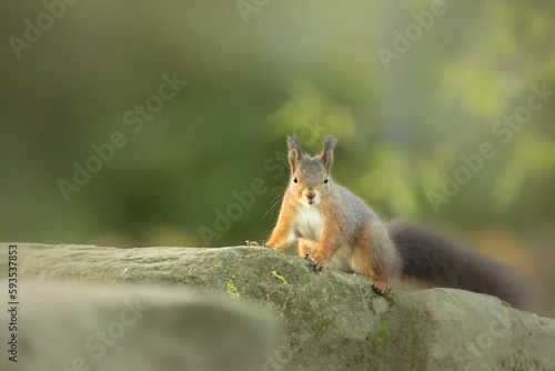 Closeup shot of a small funny squirrel in the forest © Andreas Furil/Wirestock Creators
