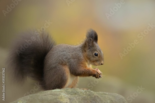 Closeup shot of a small funny squirrel in the forest