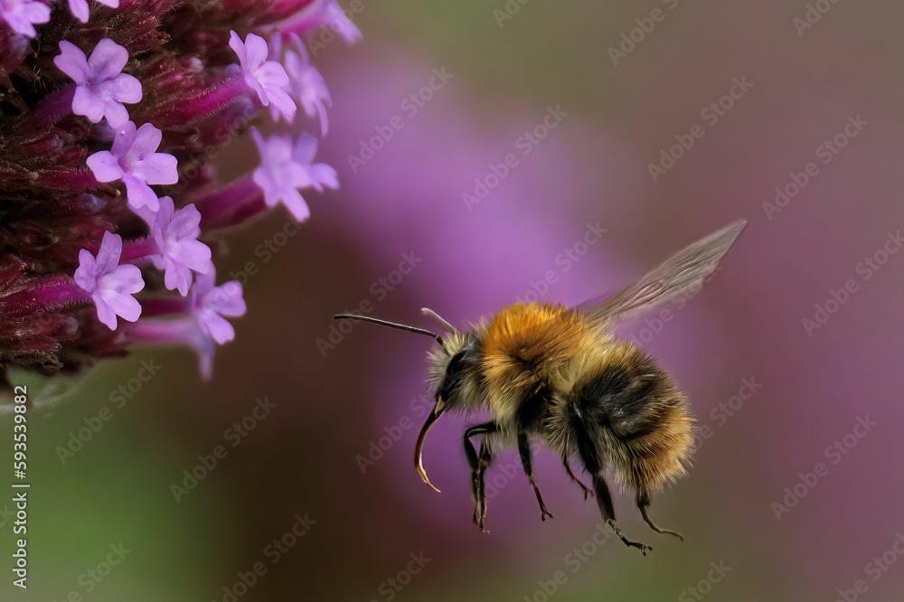 Fototapeta premium Closeup of Bombus pascuorum, the common carder bee during flight.