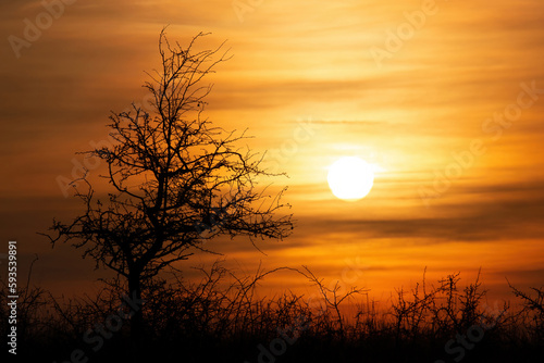 Beautiful sunset landscape with trees.