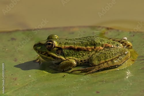 Closeup of a marsh frog, Pelophylax ridibundus.
