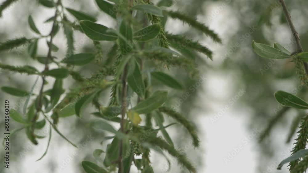 Salix alba, The White Willow Tree In Shallow Depth Of Field. Salix alba, The White Willow Tree In Shallow Depth Of Field.