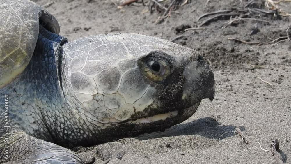 Kemp's Ridley Sea Turtle, tortuga lora, Lepidochelys kempii, spawning head closed up in profile showing its scutes, eyes and hooked mouth. La Mancha, Veracruz, México Kemp's Ridley Sea Turtle, tortuga lora, Lepidochelys kempii, spawning head closed up in profile showing its scutes, eyes and hooked mouth. La Mancha, Veracruz, México