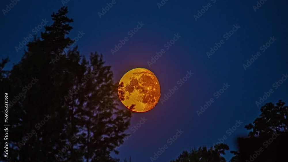 Low angle shot of red moon rising in the background in timelapse over blue sky with trees in the foreground along rural countryside at night time. Low angle shot of red moon rising in the background in timelapse over blue sky with trees in the foreground along rural countryside at night time.