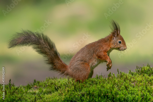 Curious Eurasian red squirrel (Sciurus vulgaris) in the forest of Noord Brabant in the Netherlands.                                