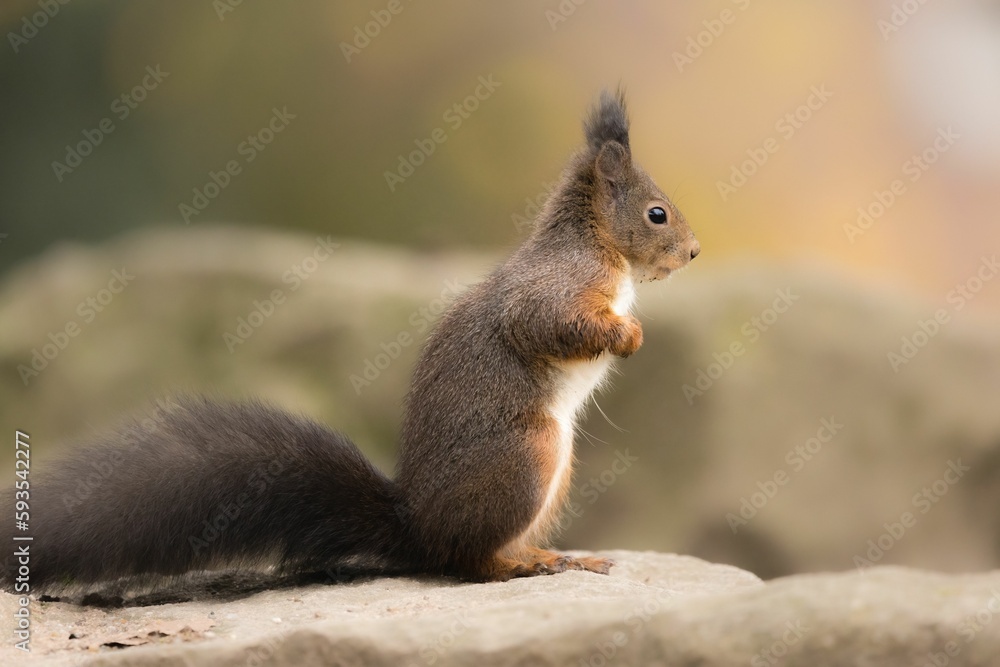 Naklejka premium Selective focus shot of a squirrel