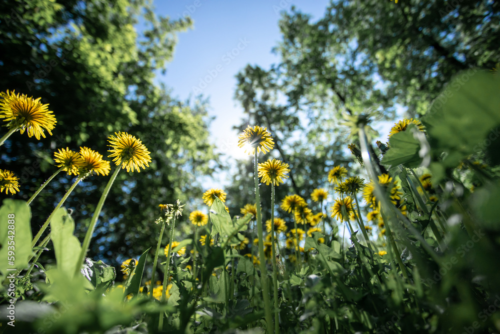Bottom view to yellow dandelions on meadow among forest. Selective focus. Low angle of shot. Bottom view to yellow dandelions on meadow among forest. Selective focus. Low angle of shot.