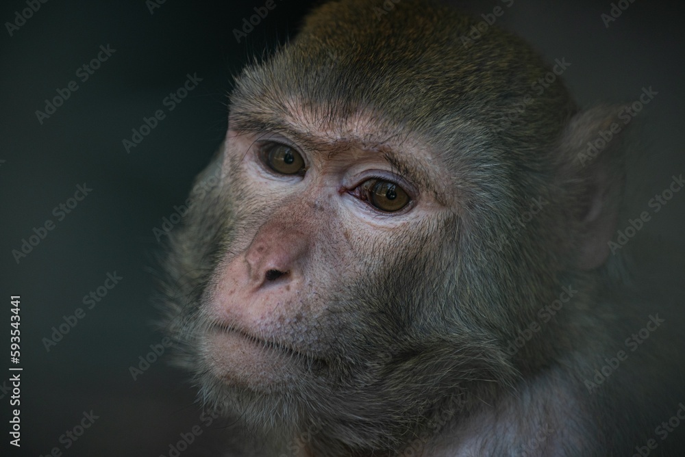 Closeup shot of a cute baby monkey Closeup shot of a cute baby monkey