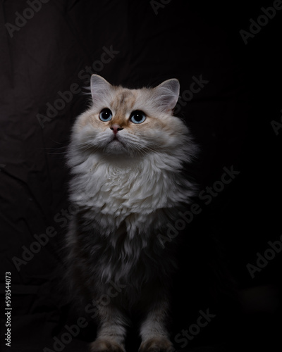 фотографія British Langhaar Kater