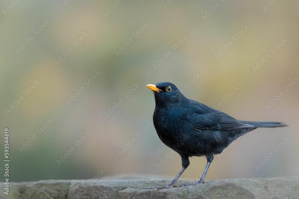 Closeup of a Common blackbird perhcing on the stone on a blurred background Closeup of a Common blackbird perhcing on the stone on a blurred background