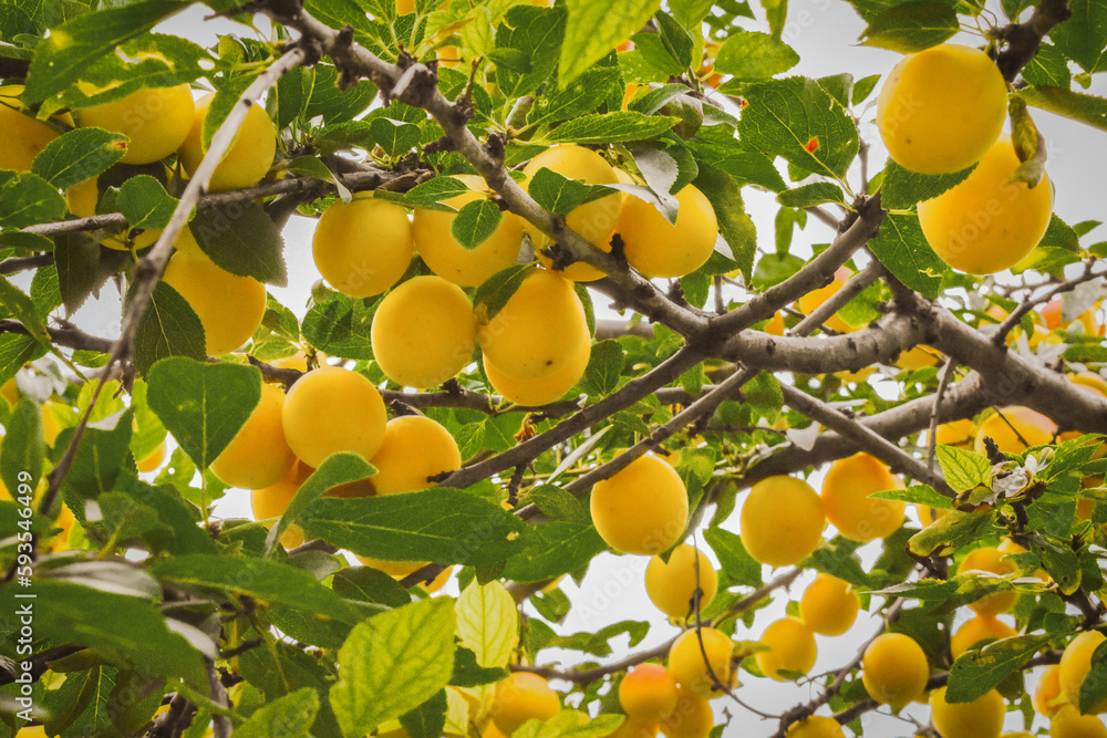 ripe yellow fruits on a green tree, healthy food in summer ripe yellow fruits on a green tree, healthy food in summer