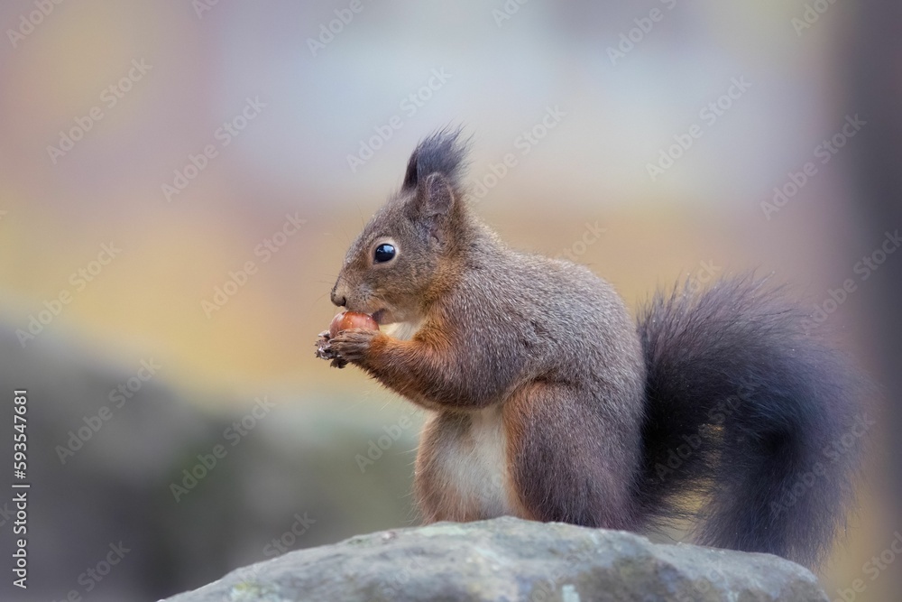Closeup of a Red squirrel eating acorn in a forest Closeup of a Red squirrel eating acorn in a forest