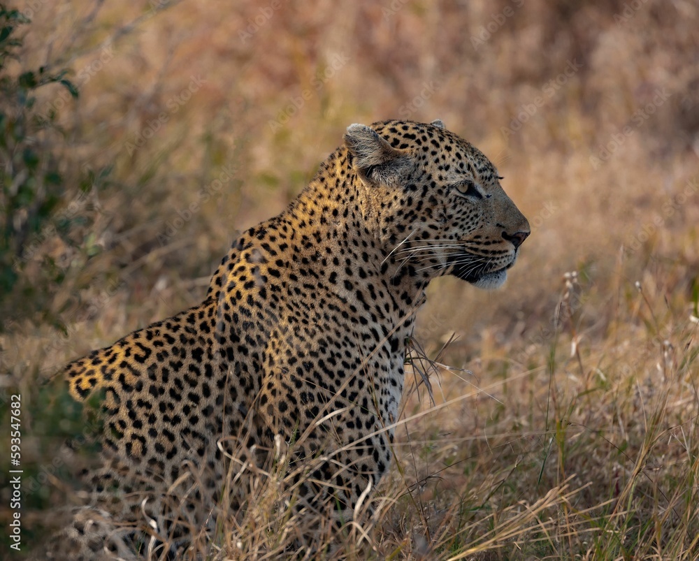 Obraz premium Closeup of leopard in field