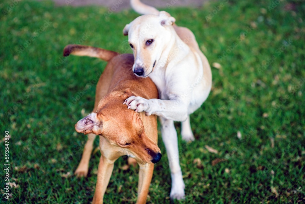 Closeup of cute Cretan Hounds playin in a park against blurred background