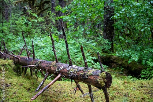 Cut birch tree trunk in a forest