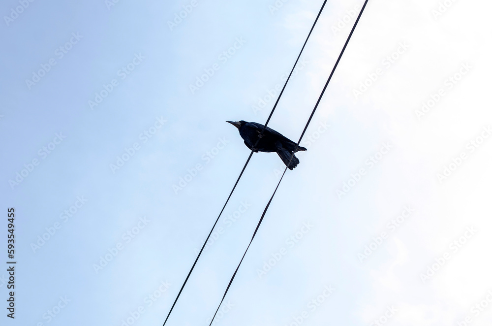 Bottom view of a crow sitting on a wire against the sky