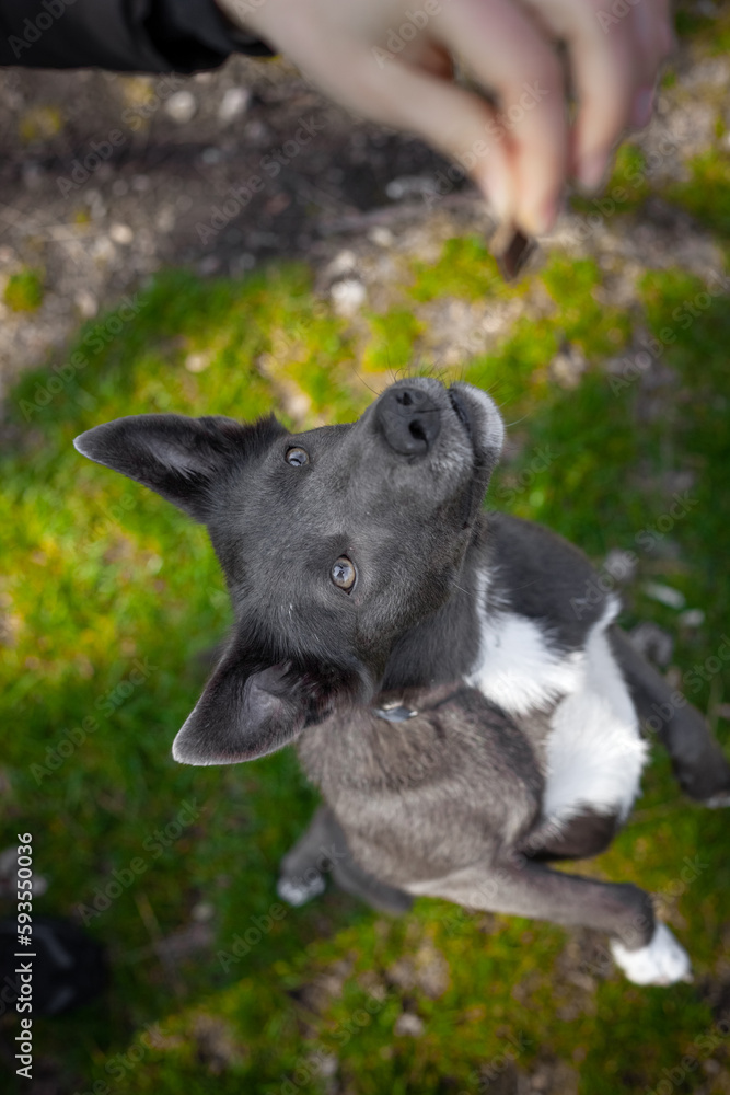 Fototapeta premium Gray color dog eats training snack from human hands