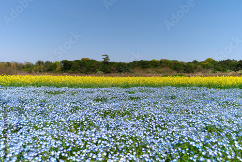 Nemophila , Baby blue eyes with canola