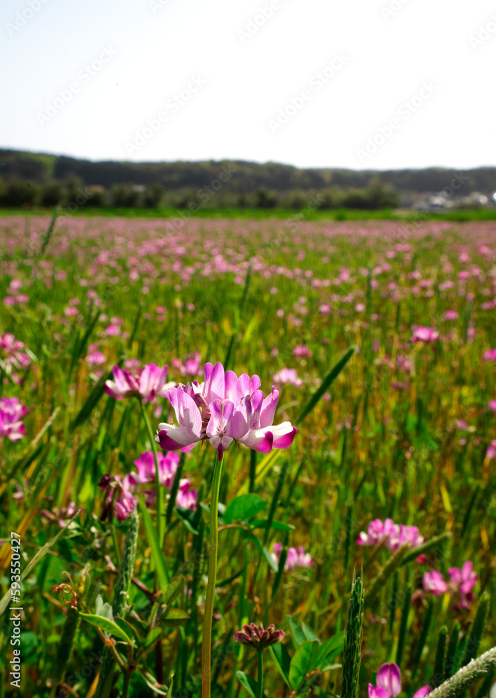 Obraz premium Astragalus sinicus, Chinese milk vetch , Lent lily blooming in rice paddies