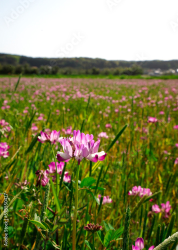 Astragalus sinicus, Chinese milk vetch , Lent lily blooming in rice paddies
