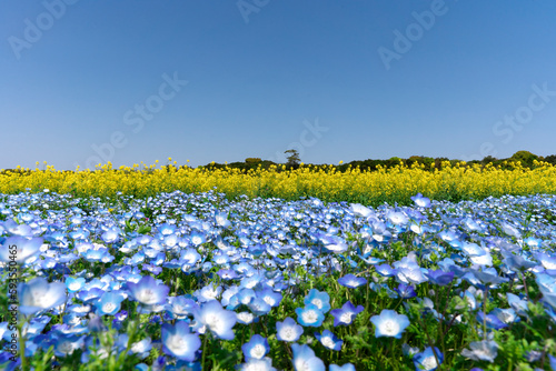 Nemophila , Baby blue eyes with canola