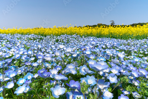 Nemophila , Baby blue eyes with canola