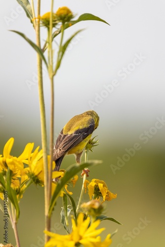 Vertical shot of an American siskin (Carduelis tristis) perched on a plant photo