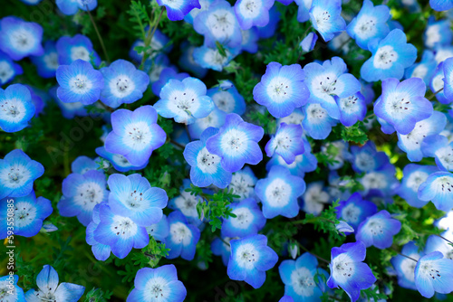 Nemophila , Baby blue eyes flower
