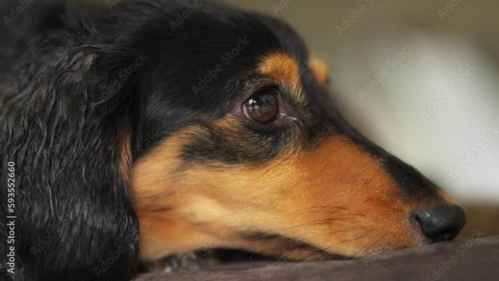 Cute dachshund sausage dog resting on a brown sofa. Profile close up shot