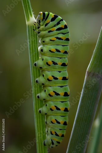 Vertical closeup ofa green Caterpillars on a stem against blurred background