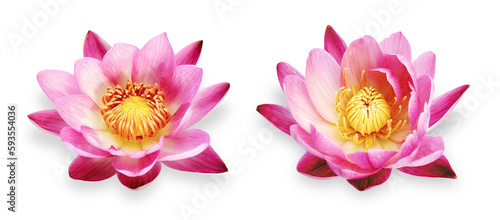 two vibrant pink lotus flowers isolated over a transparent background, tropical or zen / meditation design element, top view, generative AI