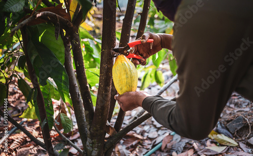 The hands of a cocoa farmer use pruning shears to cut the cocoa pods or fruit ripe yellow cacao from the cacao tree. Harvest the agricultural cocoa business produces. © NARONG