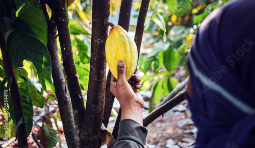 Harvest the agricultural cocoa business produces. Cacao farmer's hand holding yellow ripe cocoa pods on cacao plant. © NARONG