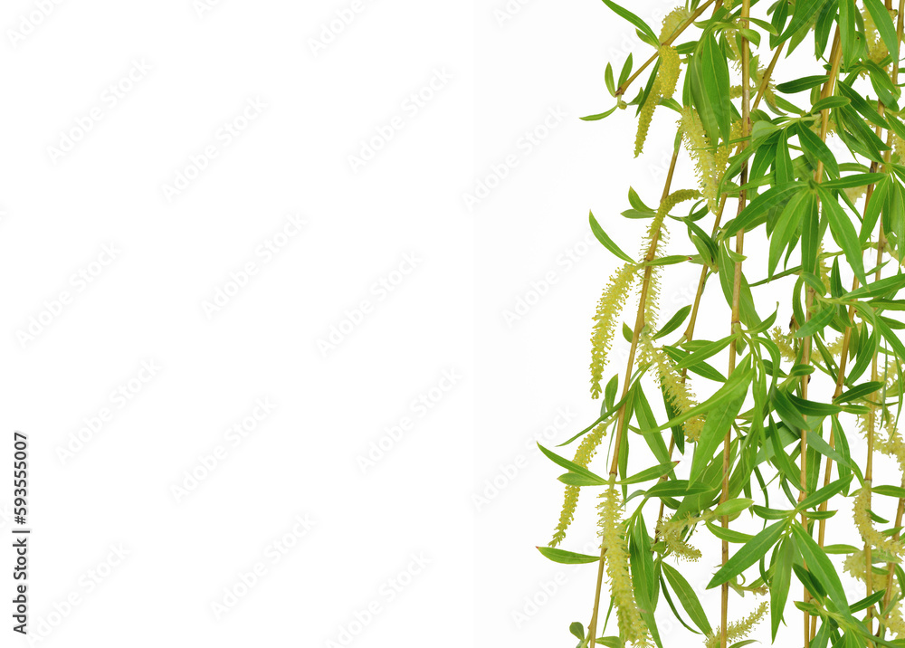 Naklejka premium Spring twigs easter blossom pussy willow tree. Isolated. Spring. Fresh young foliage.