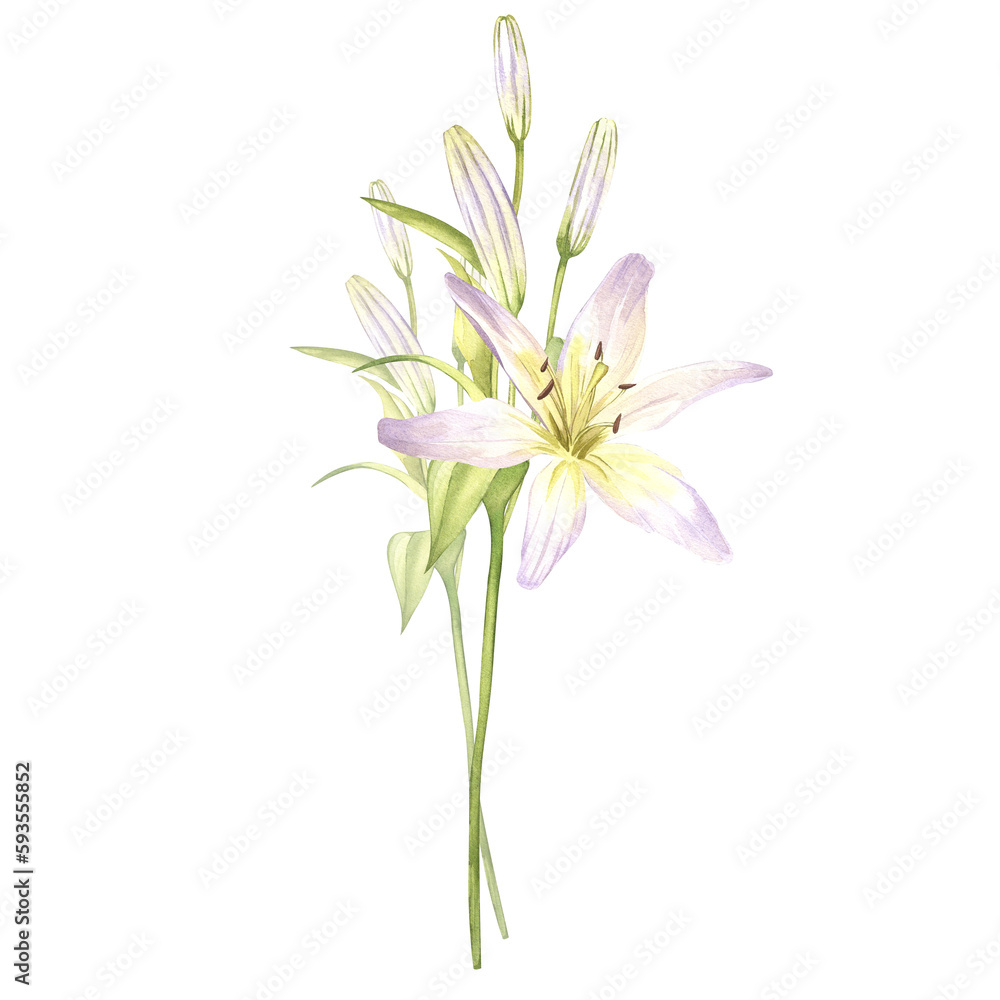 Lilies, buds. Hand drawn watercolor illustration of white flowers with greenery. Clipart for greeting cards, wedding invitations, poster