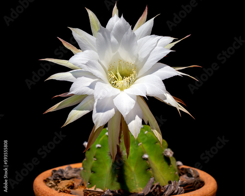flores 