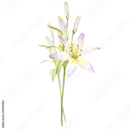 Lilies, buds. Hand drawn watercolor illustration of white flowers with greenery. Clipart for greeting cards, wedding invitations, poster