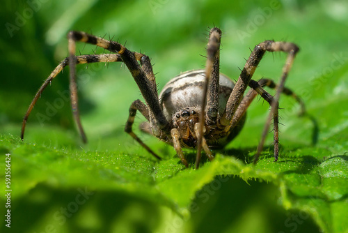 spider cross in the wild, the habitat of spiders ,selective focus, soft focus © alexbush