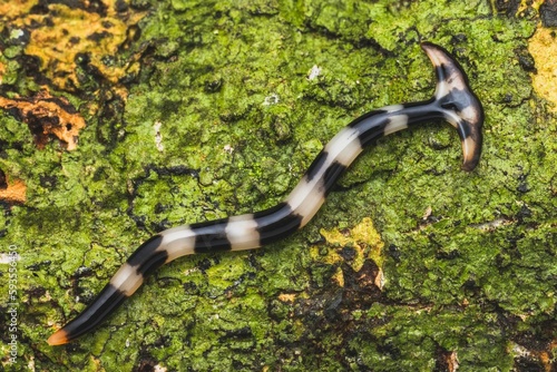 Φωτογραφία Macro shot of a hammerhead worm on a mossy rock surface